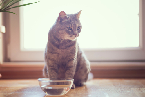 Beautiful,Tabby,Cat,Sitting,Next,To,A,Bowl,Of,Water,