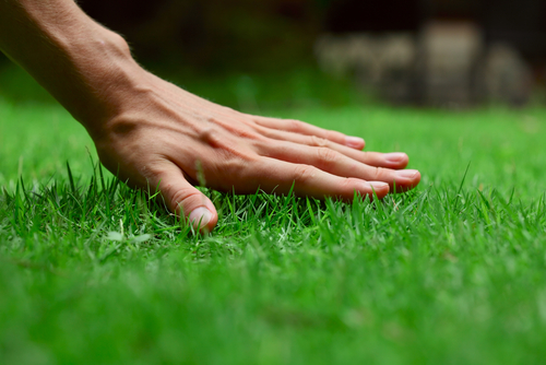 Hand,On,Green,Lush,Grass